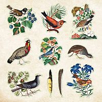 Zoological Ephemera Sticker Book (over 680 stickers!)