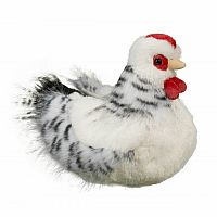 Salty Black & White Hen 