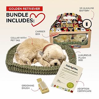 Golden Retriever