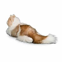 Kiki Ragdoll Cat 