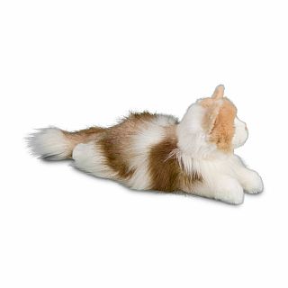 Kiki Ragdoll Cat 