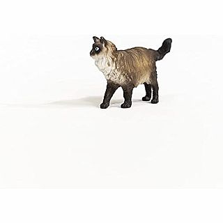 Cat Ragdoll 