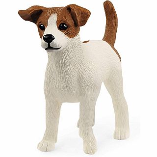 Jack Russell Terrier