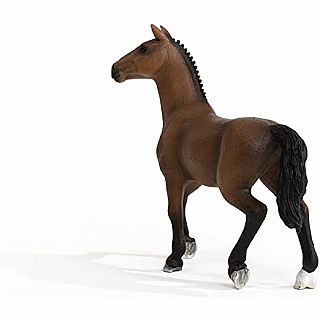 Horse Mare Oldenburg 