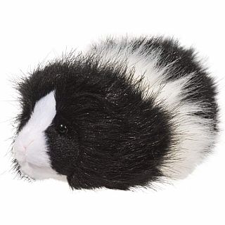 Angora Guinea Pig