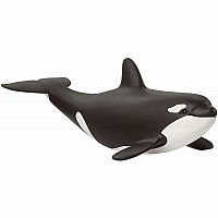 Baby Orca