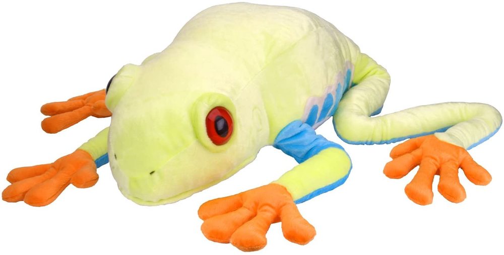 Red Eyed Tree Frog 30