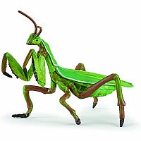 Praying Mantis