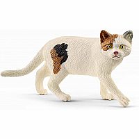 AMERICAN SHORTHAIR CAT