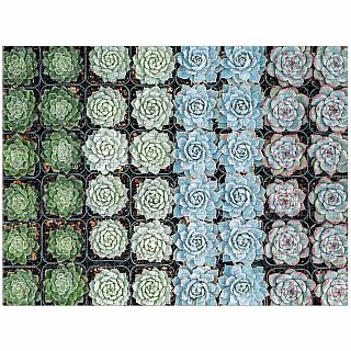 Succulent Garden 500 Piece Double Sided Jigsaw Puzzle