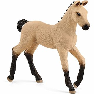 Hanoverian Foal