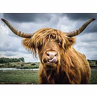 Highland Cattle 300 Piece Puzzle Moments 