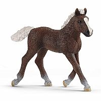 Black Forest Foal 