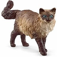 Cat Ragdoll 