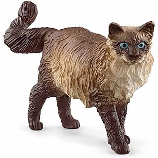Cat Ragdoll 