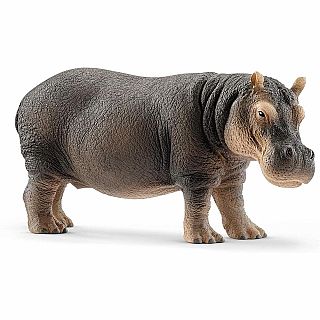 Hippopotamus