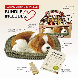 Cavalier King Charles