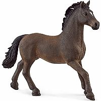 Horse Stallion Oldenburg 