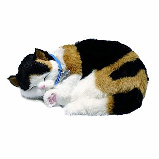 Calico Cat