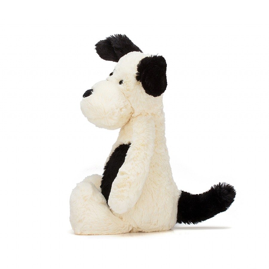 bashful black and cream puppy