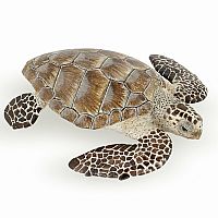 Turtle Loggerhead