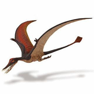 Rhamphorhynchus