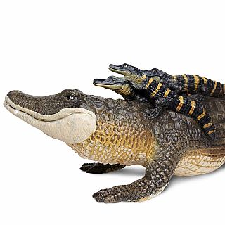 Alligator with Babies 