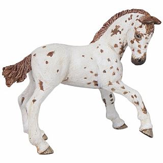 Appaloosa Foal