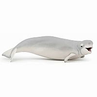 Beluga Whale