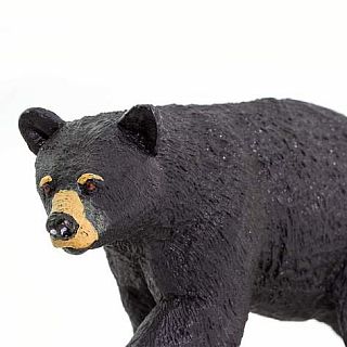 Black Bear