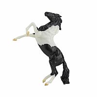 Black Pinto Rearing Mustang