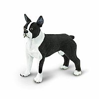 Boston Terrier