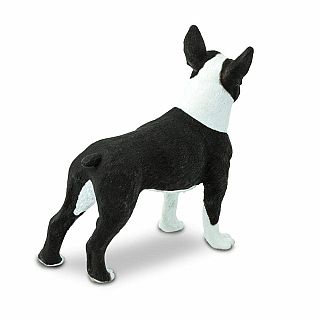 Boston Terrier 