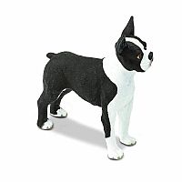 Boston Terrier 