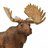 Bull Moose 