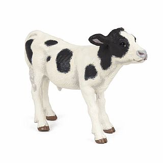 Black And White Calf