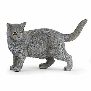 Chartreux Cat