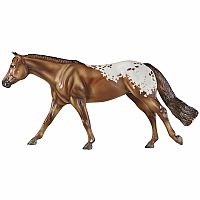 Chocolatey Champion Appaloosa