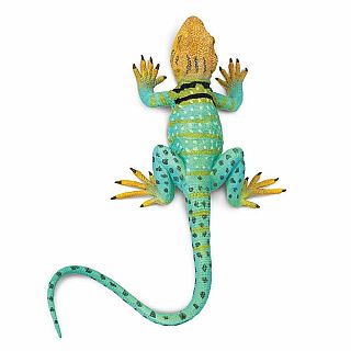 Collared Lizard 
