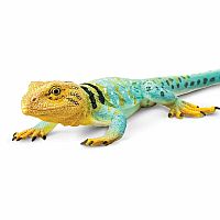 Collared Lizard 