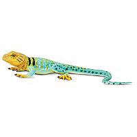 Collared Lizard