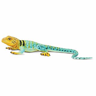Collared Lizard 
