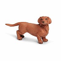 Dachshund 
