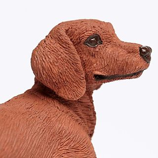 Dachshund 
