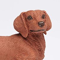 Dachshund 