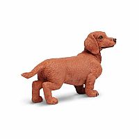Dachshund 