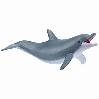 Dolphin Playing