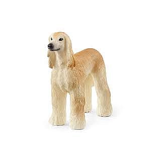 Dog Afghan Hound 