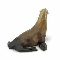 Sea Lion 