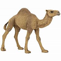 Dromedary